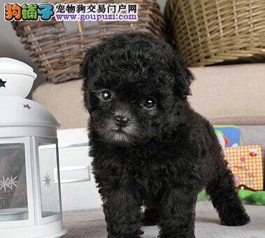 训练手册 训练贵宾犬不乱咬东西的小秘籍
