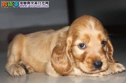 当可卡犬患上了心衰如何医治