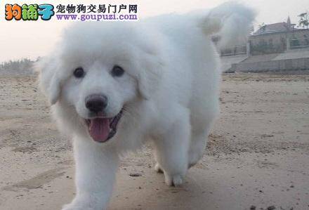 大白熊犬体重下降如何给它增肥