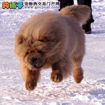 饲养松狮犬幼犬要做好的三大方面