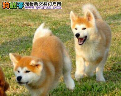 五个月的秋田犬最近什么都不吃怎么办