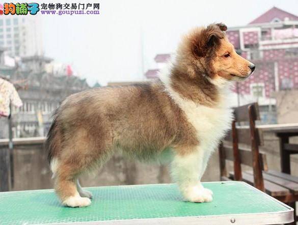 苏格兰牧羊犬除了狗粮还喜欢吃什么