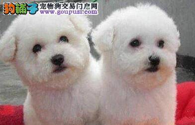 比熊幼犬在发育阶段有哪些敏感事项