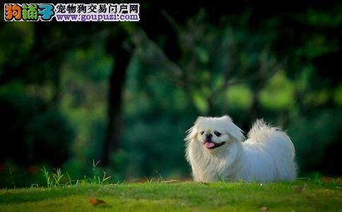 新手饲养京巴犬必须学习的知识