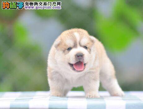 哈士奇走道总是摔跤 是缺钙的表现吗