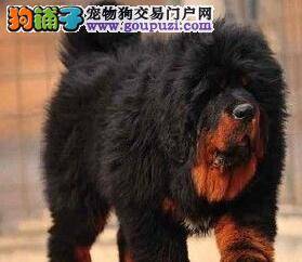 抵抗炎热新装备 藏獒犬专用太阳眼镜