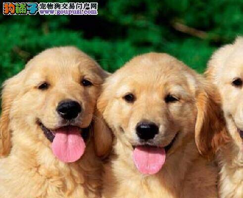 怎样才能走出金毛犬生病的误区
