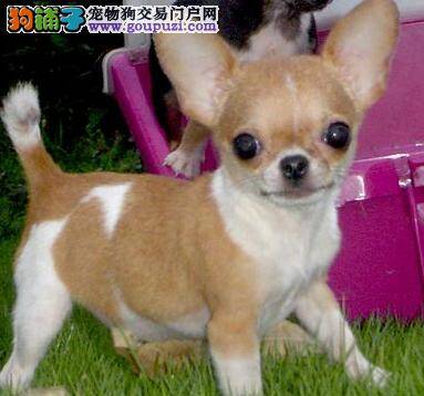 养狗经验讲座 吉娃娃出现乱咬行为应怎么办