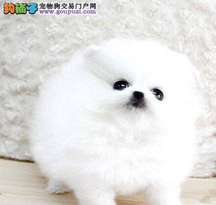 小博美犬吃什么狗粮美毛又营养呢
