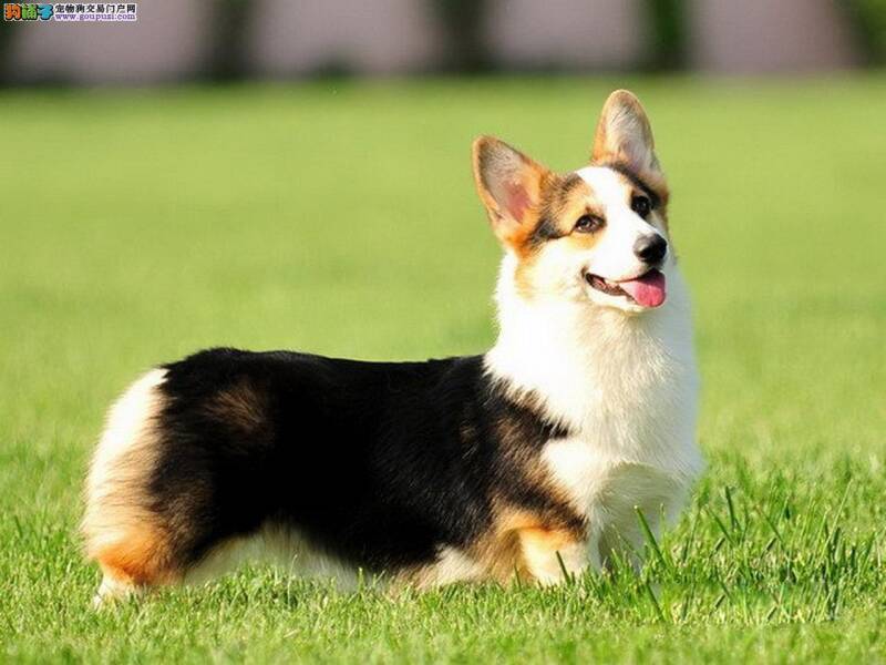 学会正确的与柯基犬进行交流与沟通