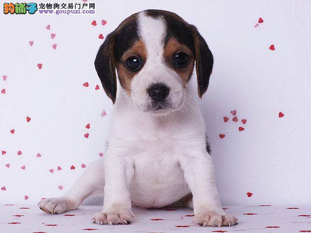 关于比格犬不健康的信号有哪些