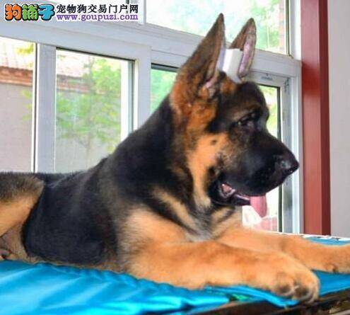 德国牧羊犬为什么喜欢喝人类杯子里面的水