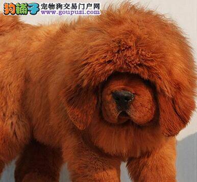 宠物专家给藏獒美容护理的巧方法