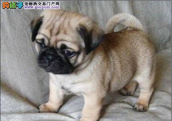 怎样能够调教出最棒的巴哥犬