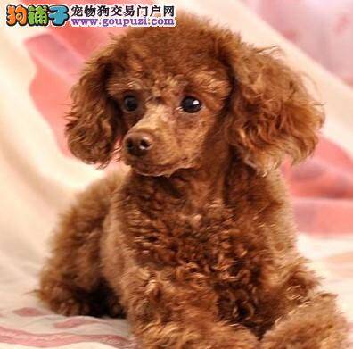 吸烟有害健康 对于贵宾犬也不例外