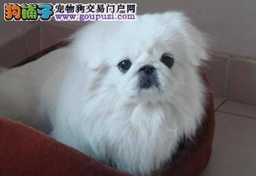 走进京巴犬的世界 了解它更多的习性