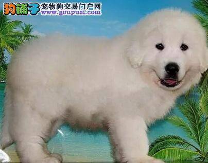 母大白熊犬多大生狗狗最好