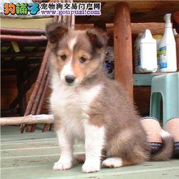 喜乐蒂犬呕吐下痢等常见疾病的解决方法