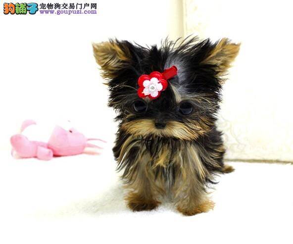 护理小妙招 怎样照顾年幼的约克夏