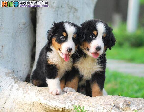 慧眼识健康 轻松从伯恩山犬脱毛位置识别健康问题