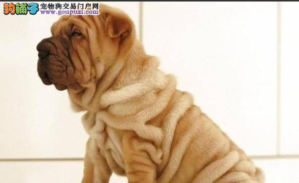清理小时工告诉你如何轻松给沙皮狗刷牙