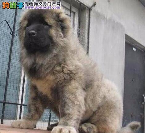 高加索犬一口气吃了3条生鱼会不会被鱼刺伤到