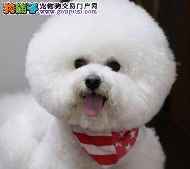 冬季更健康 比熊犬冬季美容五大招数