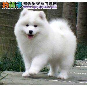 给银狐犬取名字的常识