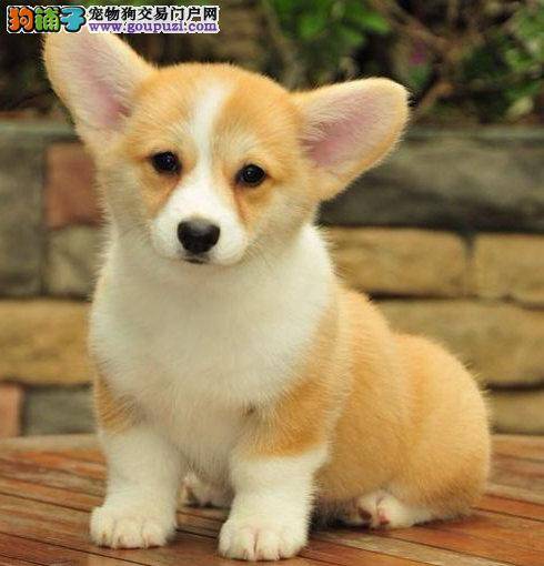 柯基犬在脖子位置皮里长了一个硬块是什么