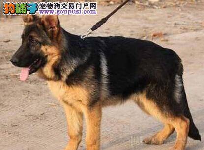 新手入门 如何饲养刚进入家门的德国牧羊犬