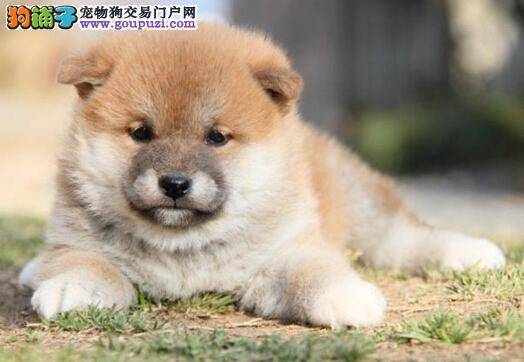 饲养秋田犬让主人开心与无奈的事情有哪些