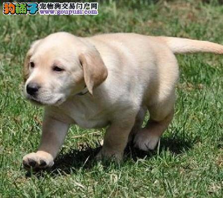 怎样能够看出拉布拉多犬是否疲惫