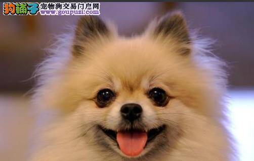 生活小助手 轻松知道博美犬的生病前兆