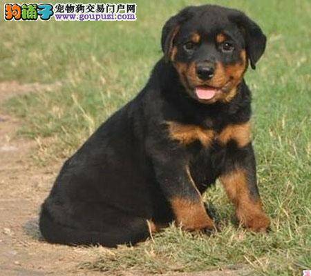罗威纳狗狗语言的解读与分析