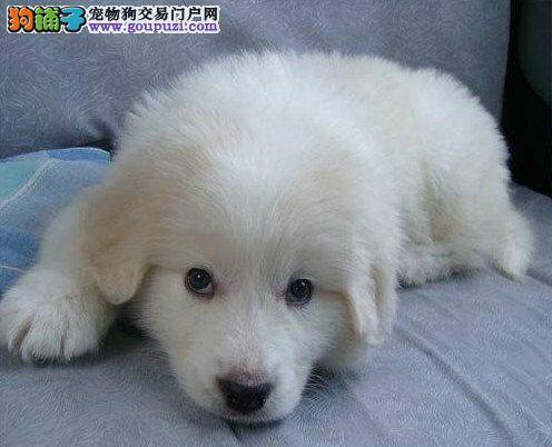 大白熊犬训练过程要注意哪些事项