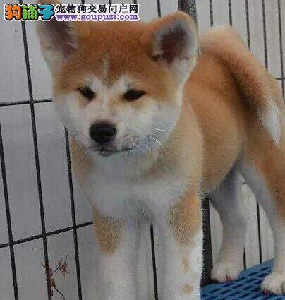 带着秋田犬坐车怎么保证狗狗的安全