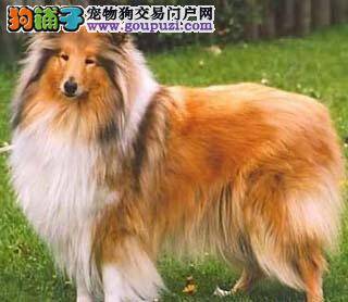 喜乐蒂犬是喜欢乱叫的狗狗吗