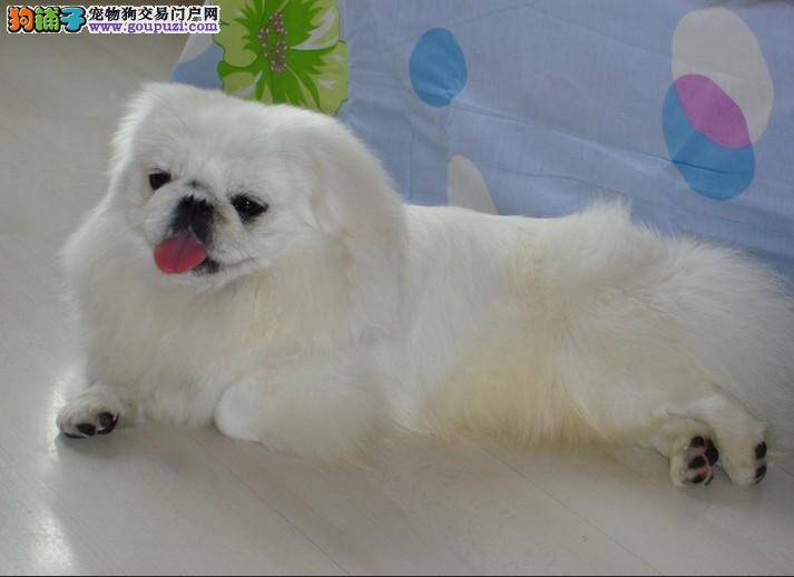 日常生活中如何科学照顾年幼的京巴犬