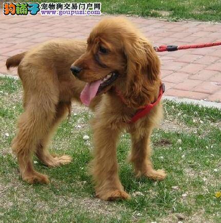 技能展示之如何让可卡犬学会实物训练