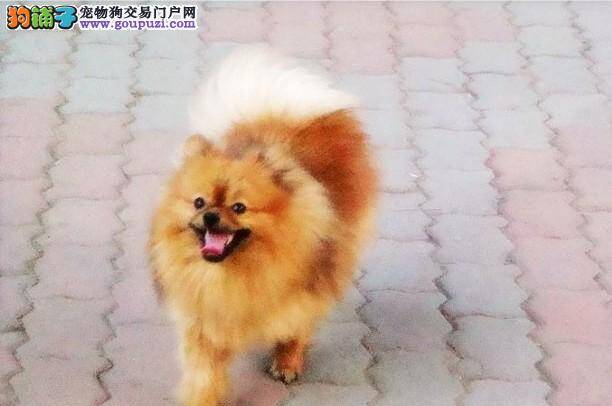 生活小常识之如何科学的喂养博美犬