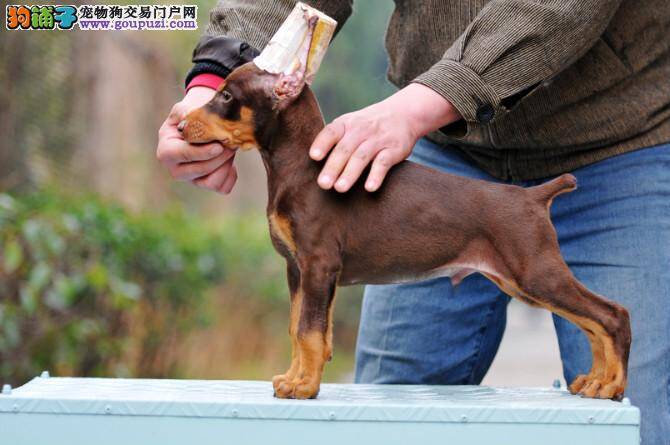 杜宾犬流鼻涕而且咳嗽应吃什么药