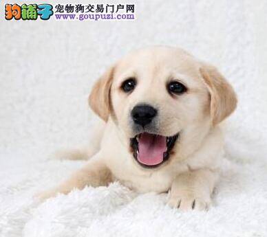 如何给拉布拉多犬养成良好的作息习惯