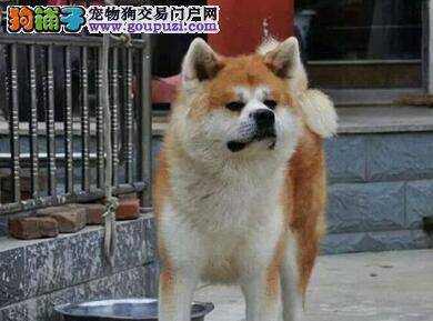 怎样能让秋田犬改掉不良的生活习惯