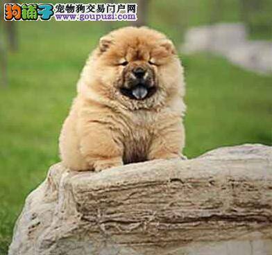 哪里好都不如家里好 在家给松狮犬洗澡好处多