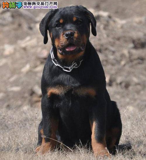 两个月的罗威纳犬吃完就拉正常码