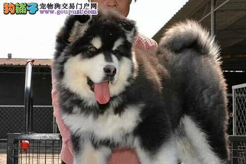 为什么阿拉斯加雪橇犬对修剪趾甲十分敏感