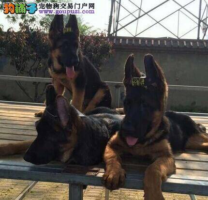 德国牧羊犬咳嗽该怎样医治