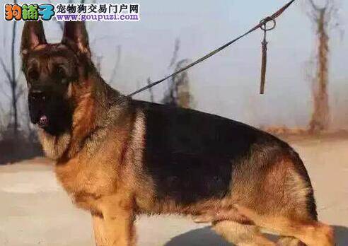 意念训练法 让德国牧羊犬集中精神很重要