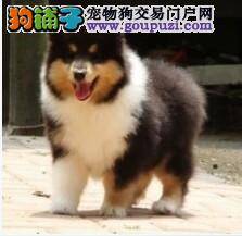 家庭饲养喜乐蒂犬要给狗狗哪些营养