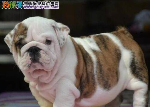 怎样掌握与斗牛犬沟通的窍门